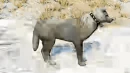 WQ-AE emote enhanced-playful-trot tail wag-side