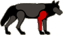 WQ-AE Injuries Silhouette-Legs-Major