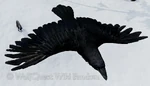 WQ-AE raven flight-overhead.png (855 KB) Flying