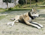 WQ-AE rest laying-pose-A.png (1,002 KB) Pose A: hind legs splayed out on the avatar's right side.
