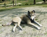 WQ-AE rest laying-pose-B.png (933 KB) Pose B: Avatar lightly curled to the right.