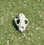 WQ-AE Skulls Cougar-item