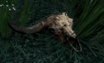 WQ-AE Skulls Bull-Cattle-item