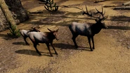 Prey (1.14 MB) Meet the Prey: elk, snowshoe hares, moose, mule deer, bison, beavers, pronghorn, and bighorn sheep