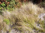 Pinegrass-ynp