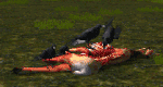 Ravens eat (2.7.2).gif (149 KB) Ravens perching on and consuming from an elk carcass.
