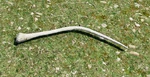 WQ-AE Antlers Spike-Elk