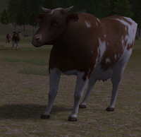 Adult cow, looking around or at the player.