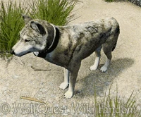 WQ-AE den fleas player-itch.gif (5.1 MB) A player-wolf scratching, trying to rid themselves of the persistent itch.