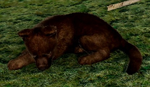 WQ-AE graywolfpup 1mo-SC-sleepB