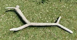 WQ-AE Antlers Bull-Elk4