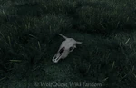 WQ-AE Livestock-Ranch Cow-Skull (old).png (2.08 MB) Retired ranch (LRAE) domestic cow skull