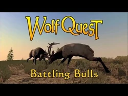 Battling Bulls posted 30-May-2019