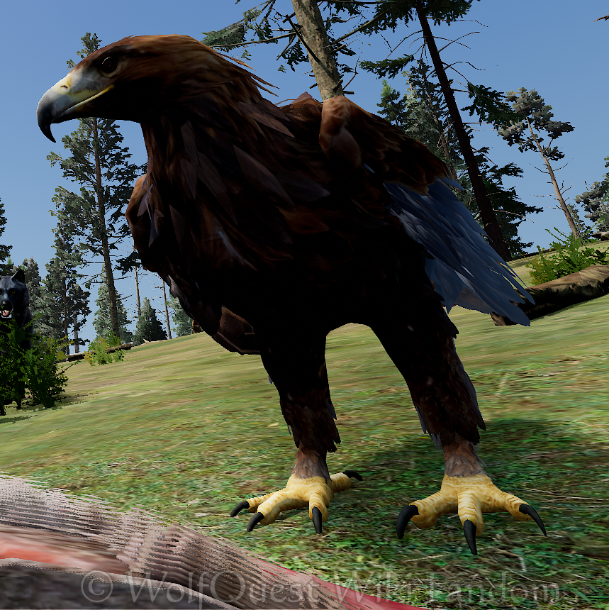 golden eagle attack wolf