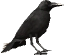 2.7 raven carcass individual cropped.png (11 KB) Close up of a raven perched on a carcass.