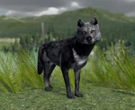 WQ-AE Knowledge-Base 427F (U-Black).jpg (84 KB) 427F, aka "U-Black"