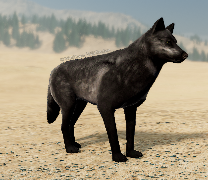 NPC Variation Coats | WolfQuest Wiki | Fandom