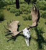 WQ-AE Skulls Bull-Moose-item