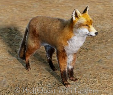 Red fox, WolfQuest Wiki