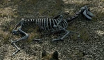 WQ-AE AM Misc Elk-skeleton
