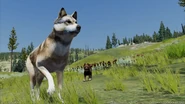 WQ-AE injuries foreleg-right (devblog).png (1.14 MB) Injured right foreleg