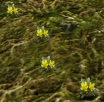 Sagebrush buttercup as it appears in-game.