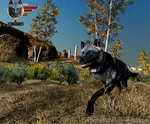 Player-wolf panting, showing exhaustion due to their low energy.