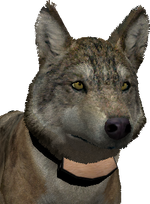 2.7 body radio collar