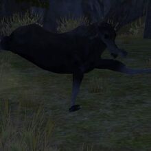 Easter Eggs Floppy Wolfquest Wiki Fandom