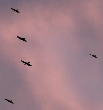 Overhead