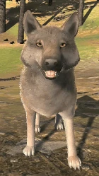 Wolf 3.0 posted 26-May-2017