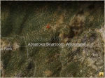 WQ-AE Campsite HM-Human-Hunter World-Map.png (1.71 MB) Hellroaring Mountain World Map locator