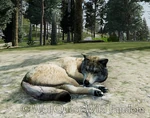 WQ-AE rest laying-pose-C.png (1.01 MB) Pose C: Avatar curled up in a ball.