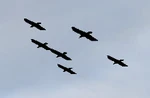 Ravens.png (19 KB) A flock of ravens, with 2D sprites as their formation appears in 2.7.