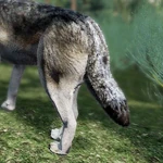 WQ-AE Knowledge-Base Crooked-Bent-Tail