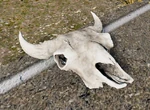 WQ-AE Skulls Bison-item