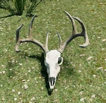 WQ-AE Skulls Buck-Mule-Deer-item