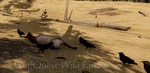 WQ-AE ravens-carcass.png (589 KB) On or surrounding a carcass
