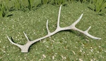 WQ-AE Antlers Bull-Elk
