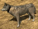 Emote-earsforward (2.7)