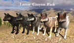 Allpacks lamarcanyon