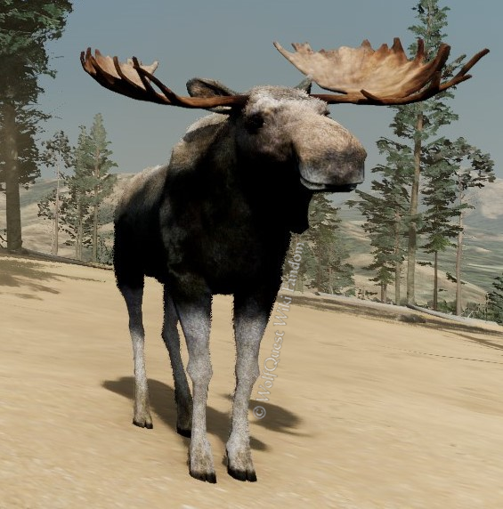 Moose, WolfQuest Wiki