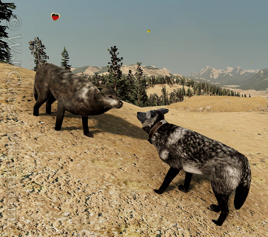 Mate WolfQuest Wiki Fandom, 50 OFF