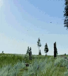WQ-AE ravens-carcass overhead.gif (5.55 MB) A "beacon" of ravens soaring above a carcass