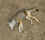 Adult coyote carcass