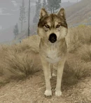 WQ-AE emote avert gaze