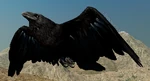 WQ-AE raven-takeoff.png (421 KB) A raven taking off from the ground