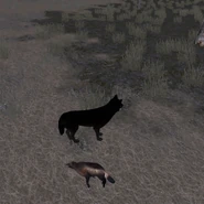 Wolverine carcass.png (4.73 MB) A player standing next to a wolverine carcass.