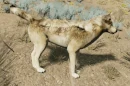 WQ-AE emote confident tail-side