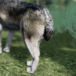 WQ-AE Knowledge-Base Short-Tail